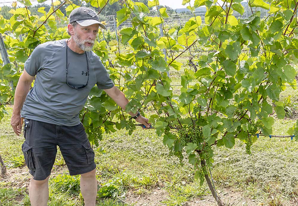Jeff Franklin, a technician at the Kentville Research and Development Centre in Nova Scotia, said Marquette grapes have great potential in the province, but they ripen a little late and are sensitive to phylloxera. (Matt Milkovich/Good Fruit Grower)