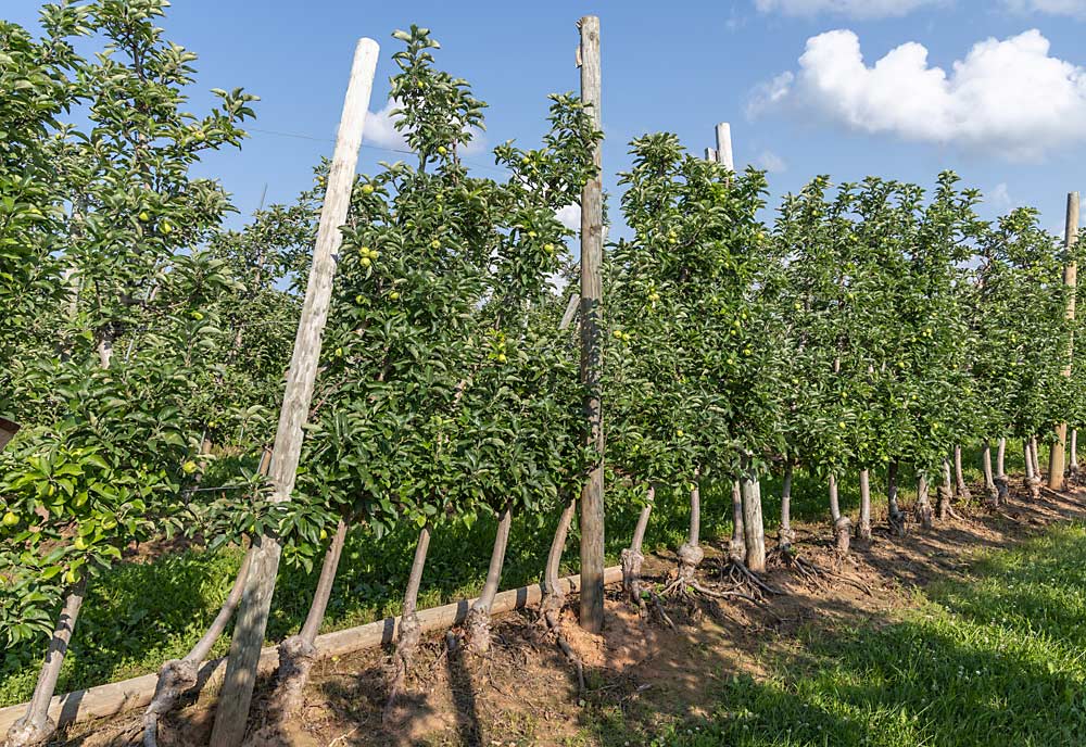 An old Ambrosia block, planted in 2004, at Eisses Farms.  The trees and trellis are leaning due to hurricane force winds, leaving some roots exposed.  Producer Ryan Swanson added more poles to strengthen the structure.  He wants to save the block because it is still productive.  (Matt Milkovich/Good Fruit Grower)
