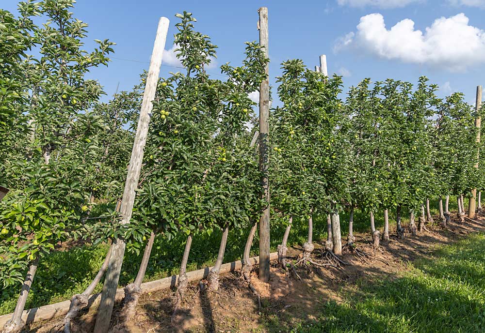 An old block of Ambrosia, planted in 2004, at Eisses Farms. The trees and trellis are leaning over due to hurricane winds, leaving some roots exposed. Grower Ryan Swanson added more poles to strengthen the structure. He wants to save the block because it’s still productive. (Matt Milkovich/Good Fruit Grower)