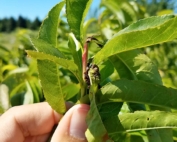 Despite low capture numbers for oriental fruit moths in pheromone-baited field lures, some Michigan growers have been finding considerable OFM activity, such as this shoot damage in a Michigan orchard in 2017. (Courtesy David Jones/Michigan State University Extension)