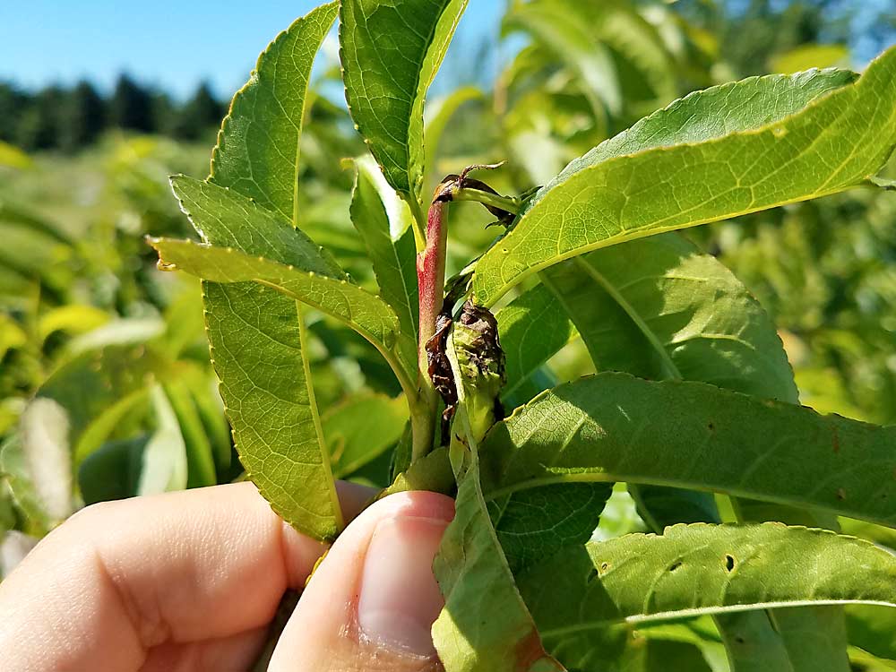 Despite low capture numbers for oriental fruit moths in pheromone-baited field lures, some Michigan growers have been finding considerable OFM activity, such as this shoot damage in a Michigan orchard in 2017. (Courtesy David Jones/Michigan State University Extension)