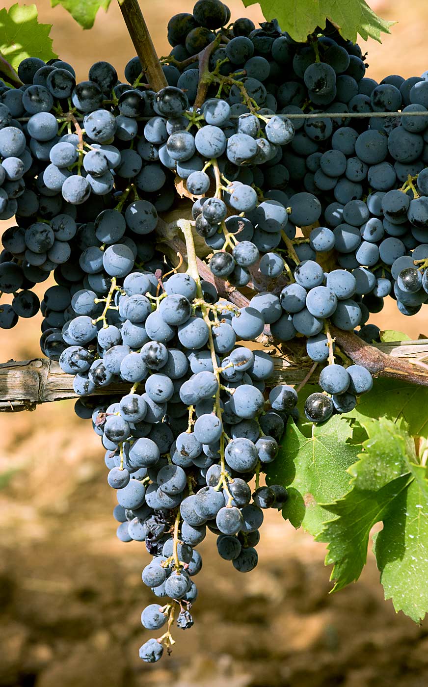 Orisi is one of six grape varieties thought extinct, but rediscovered, that was recently added to the Italian National Register of Grape Varieties. (Courtesy Santa Tresa vineyard)