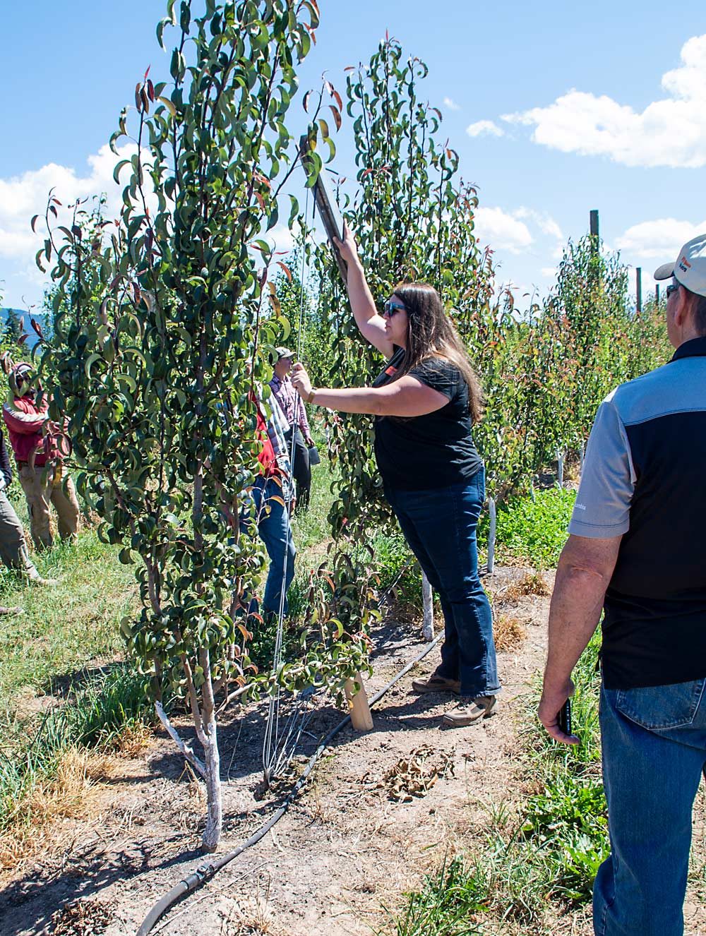At McCarthy Family Farm near Mount Hood, Oregon, Ashley Thompson, OSU Extension faculty, said the trellis end post, wire and ground should make an equilateral triangle with 60-degree angles. (Jonelle Mejica/Good Fruit Grower)