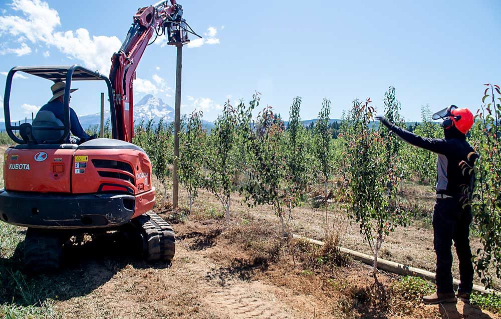 During a trellis-building demonstration at Dahle Orchards near Mount Hood, Oregon, in August, a crew installs a 14-foot lodgepole post using an excavator with a Ho-Pac vibratory driver attachment. Caleb Rice, who owns the machine, said they had a 6-inch cup welded to a plate and then bolted the plate to the Ho-Pac, to keep posts from slipping off. (Jonelle Mejica/Good Fruit Grower)