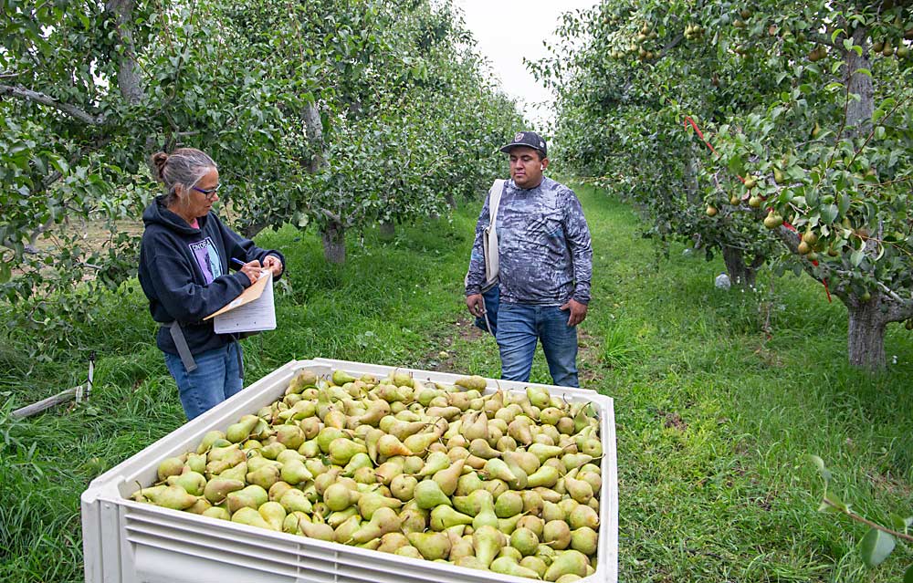 Apple Otte, left, logs a bin of Bosc pears picked by Juan Nava at her family’s River Valley Organics near Tonasket, Washington. (Ross Courtney/Good Fruit Grower)
