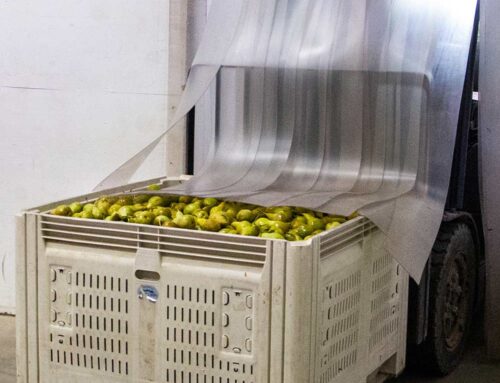 Northwest pear growers expect average crop volume