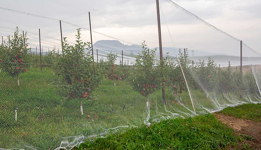 The Otte family has weaned itself from large packing houses in search of premium pricing and is still expanding and modernizing with netting, trellises and reflective fabric. (Ross Courtney/Good Fruit Grower)