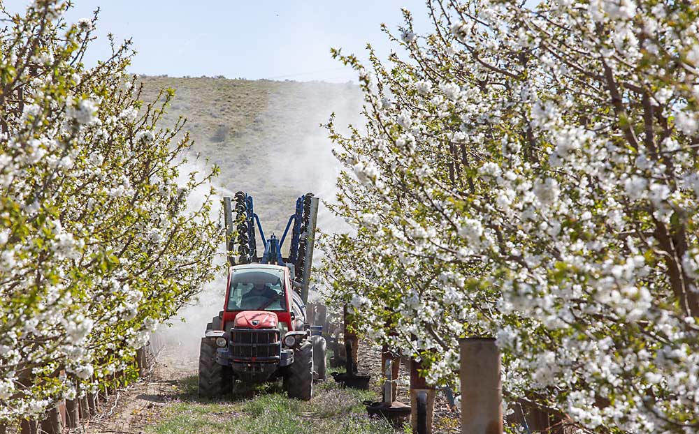 Jose Sanchez applies a pollen slurry with an On Target Spray Systems electrostatic sprayer in early April in a Kennewick, Washington, cherry orchard. (Ross Courtney/Good Fruit Grower)