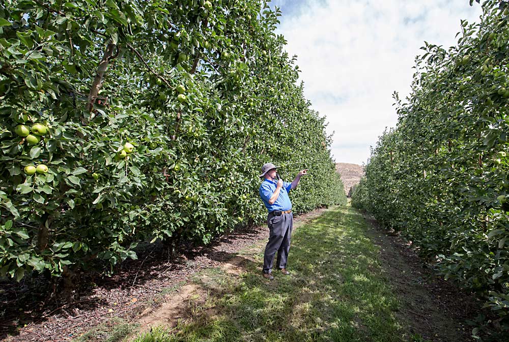 Washington grower Jason Matson, seen here hosting a 2015 tour in one of his Honeycrisp blocks, said that for every acre of Honeycrisp he plants, he has to add one to two beds for his H-2A workers — to meet the cultivar’s labor needs. (TJ Mullinax/Good Fruit Grower)