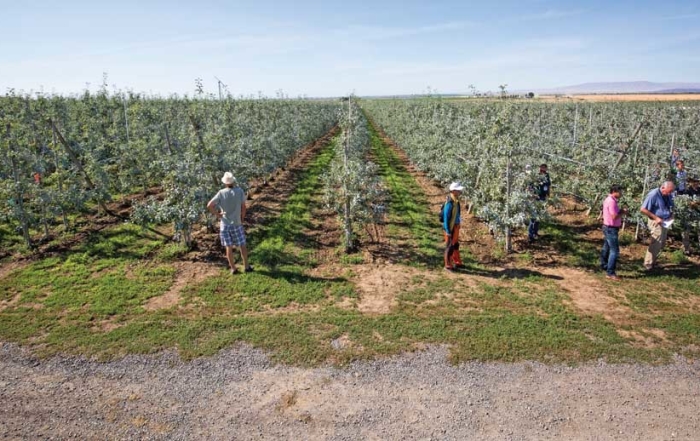 A Stemilt orchard managed by Dale Goldy is planted using a tall spindle system. The orchard was part of the first day of the IFTA Washington tour on July 15, 2015. (TJ Mullinax/Good Fruit Grower)
