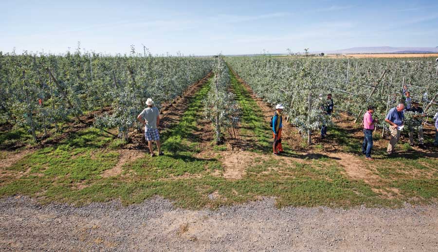 A Stemilt orchard managed by Dale Goldy is planted using a tall spindle system. The orchard was part of the first day of the IFTA Washington tour on July 15, 2015. (TJ Mullinax/Good Fruit Grower)