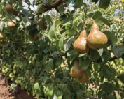 An organic pear orchard near Mesa, Washington on July 15, 2015.(TJ Mullinax/Good Fruit Grower)