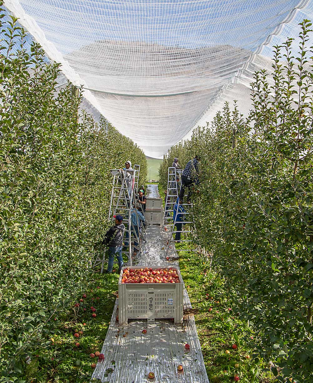 Workers pick SugarBee apples under netting at the farm of Sam and Allen Godwin near Tonasket, Washington. Few growers use netting in the relatively cool region. The Godwins are experimenting with it as much for codling moth control as they are for sunburn prevention. (Ross Courtney/Good Fruit Grower)