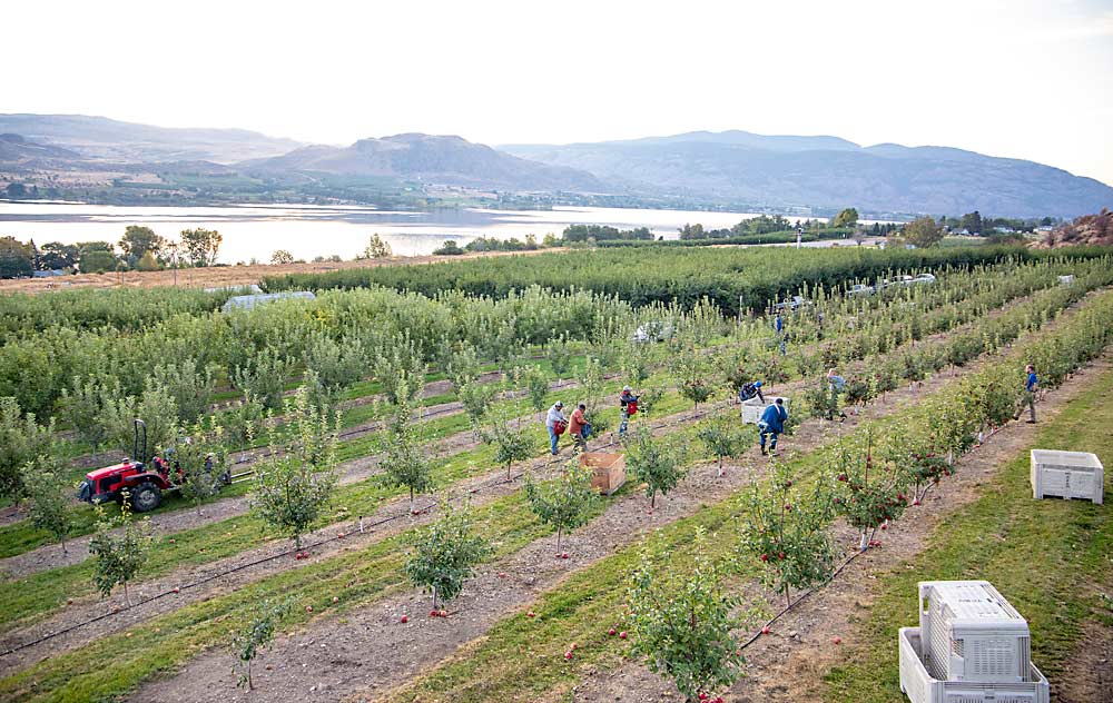 Wide open spaces between trees greet crews beginning a day of SugarBee apple harvest in October at the farm of Richard Werner near Oroville, Washington. Contrary to industry trends, Werner prefers farming freestanding trees at relatively low density because of the erratic soils and slopes in the Okanogan River Valley. (Ross Courtney/Good Fruit Grower)