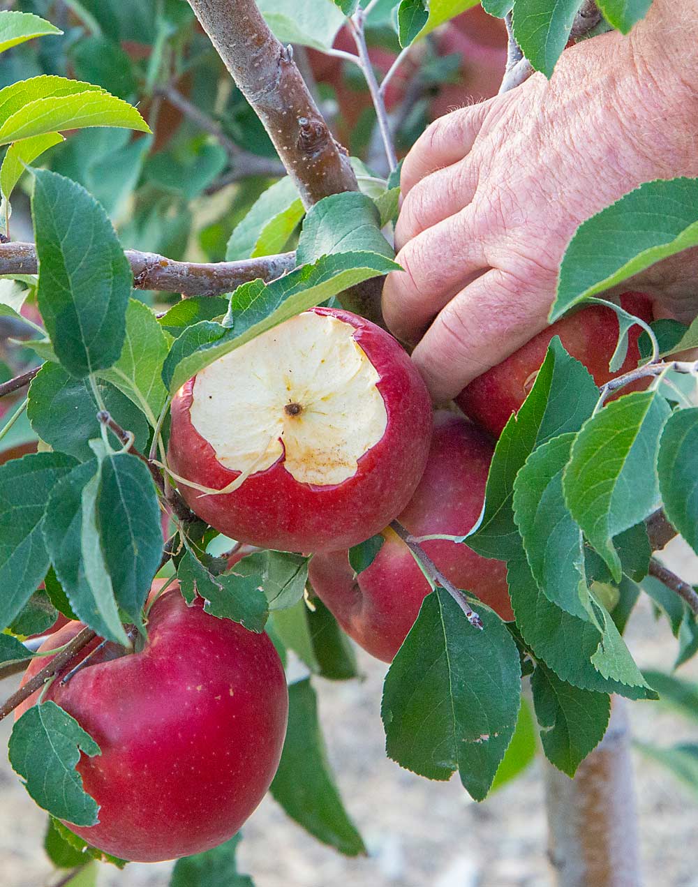 Deer get into apples of all sorts, but they especially like SugarBees, which have short, rigid stems that hold the fruit steady for the visiting vermin. (Ross Courtney/Good Fruit Grower)