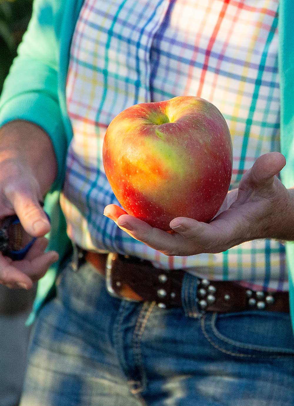 Jill Werner holds a SugarBee that grew a little bit too big for the packing line. (Ross Courtney/Good Fruit Grower)