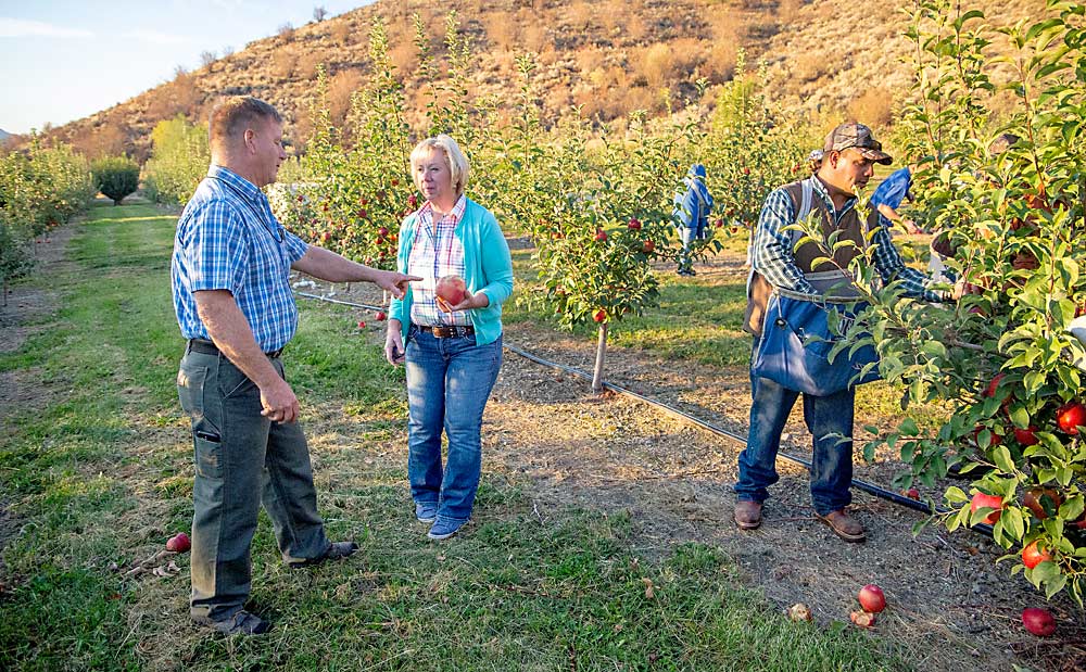 Jill and Richard Werner move easily between trees as they discuss fruit size, while longtime employee Selso Carillo walks all the way around each tree to pick. The Werners plant trees 10 feet by 15 feet on Bud.118 rootstocks. (Ross Courtney/Good Fruit Grower)