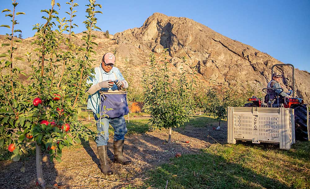 Against a backdrop of granite formations, longtime employee Carlos Herrera stem clips SugarBee apples while Carillo hauls bins in the Werners’ orchard near Oroville. (Ross Courtney/Good Fruit Grower)