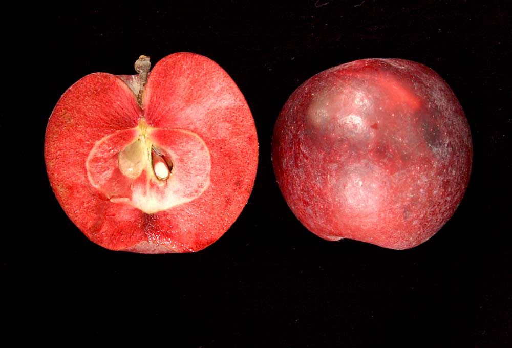 The Otterson variety, seen here cut in half, was donated to the U.S. Department of Agriculture Malus germplasm collection by Cornell University in 1992. Michigan State University researchers discovered its promise for commercial production and are using it to breed new red-fleshed varieties. (Courtesy Steve van Nocker/Michigan State University)