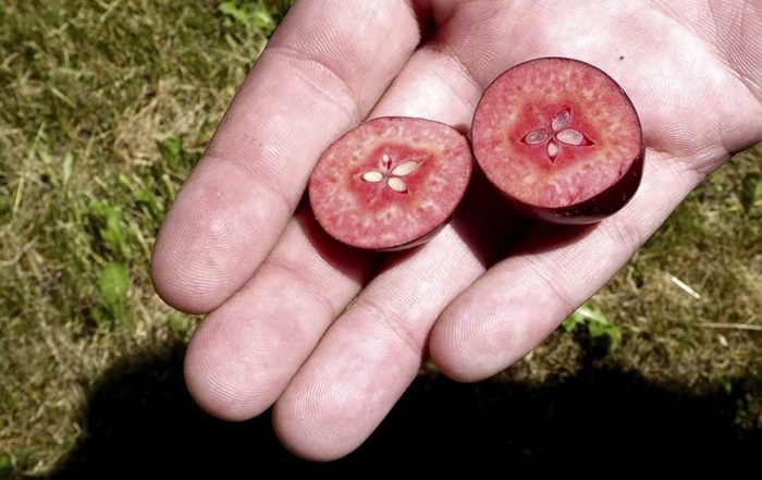 Even early in the year, Otterson’s flesh has rich, burgundy tones. Researchers from Michigan State University believe this quality could make the apple an excellent choice for natural red food color, nutraceuticals and ciders. (By Leslie Mertz)
