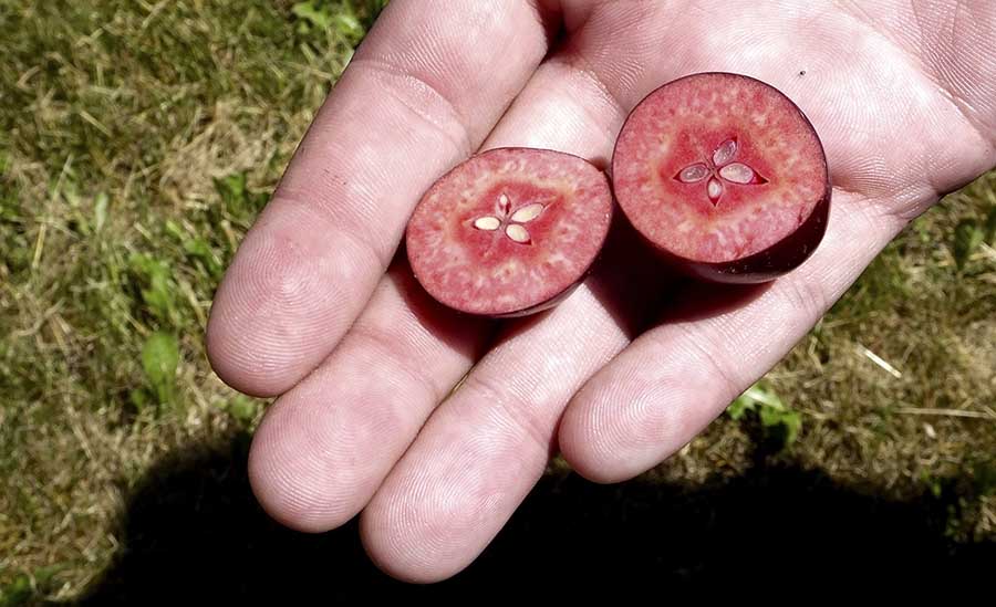 Even early in the year, Otterson’s flesh has rich, burgundy tones. Researchers from Michigan State University believe this quality could make the apple an excellent choice for natural red food color, nutraceuticals and ciders. (By Leslie Mertz)