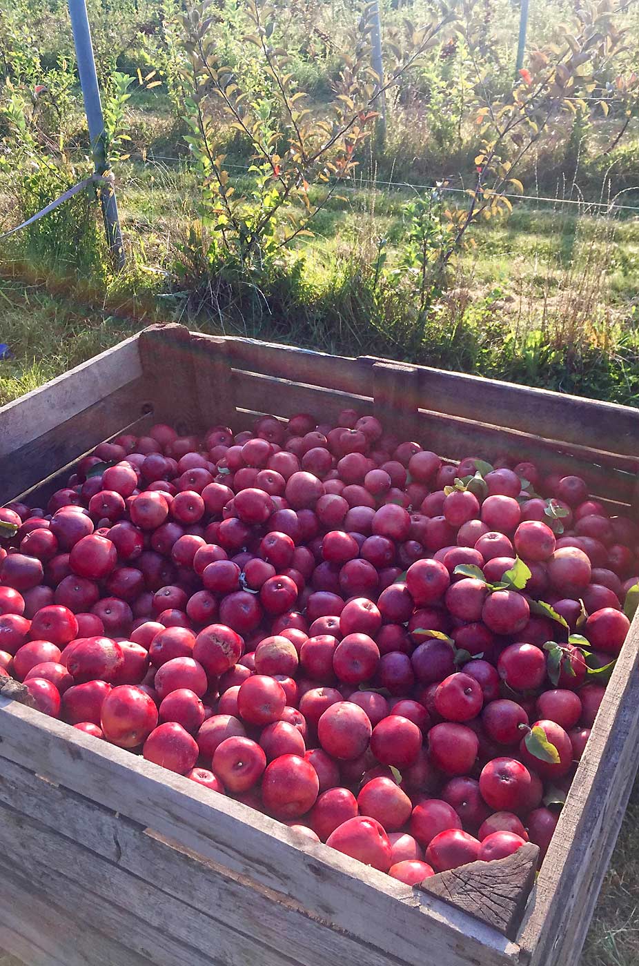 The 2018 Otterson harvest at Michigan State University’s Clarksville Research Center. Steve van Nocker planted Otterson trees at the center after learning the apple has good size and color for commercial apple harvest. (Courtesy Steve van Nocker/Michigan State University)