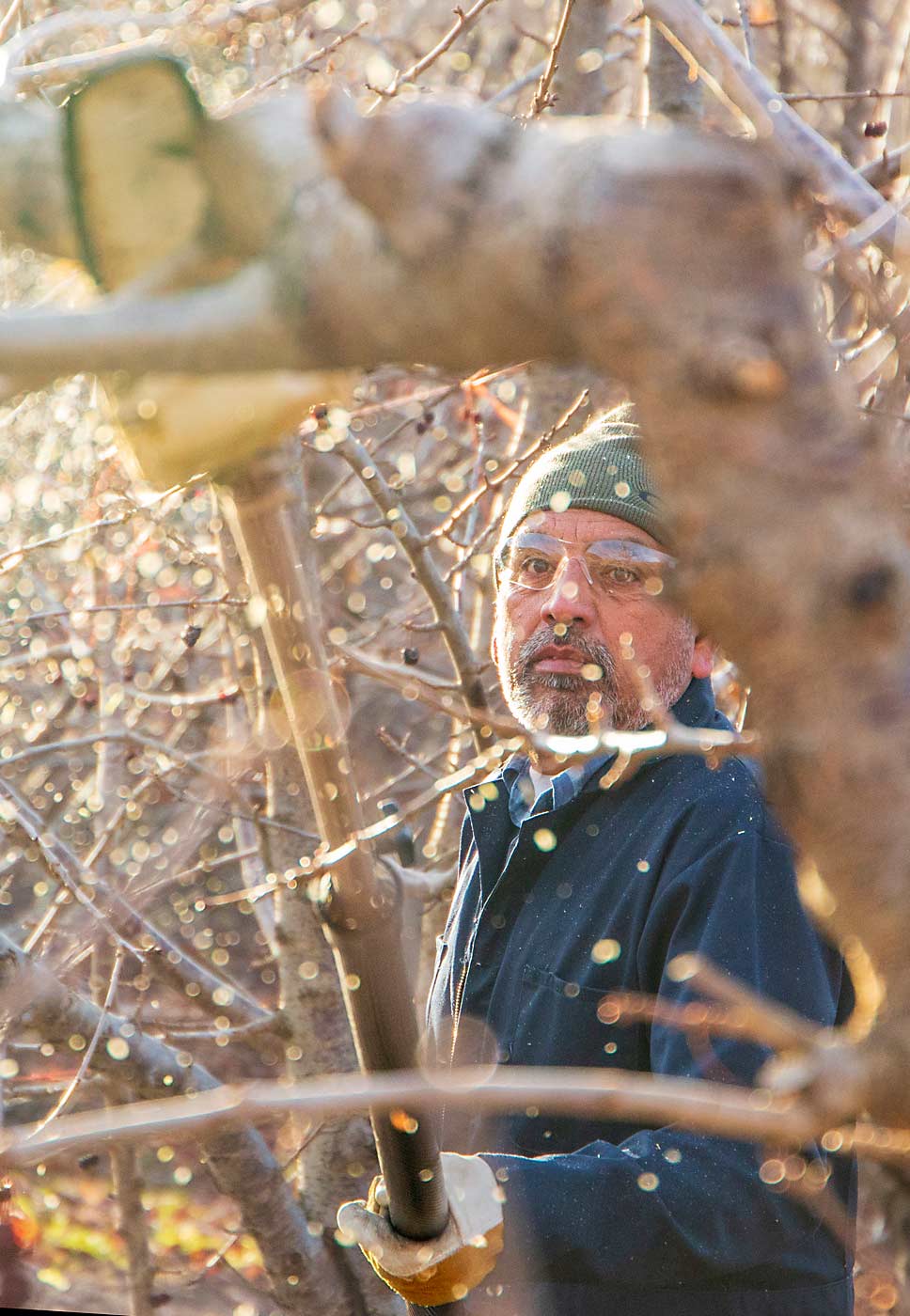 Guillermo Cabrera pole saws cherry trees in November in Selah, Washington. Washington’s new overtime mandates prompted the longtime foreman’s employer to make his position salaried, a change he did not favor. (Ross Courtney/Good Fruit Grower)