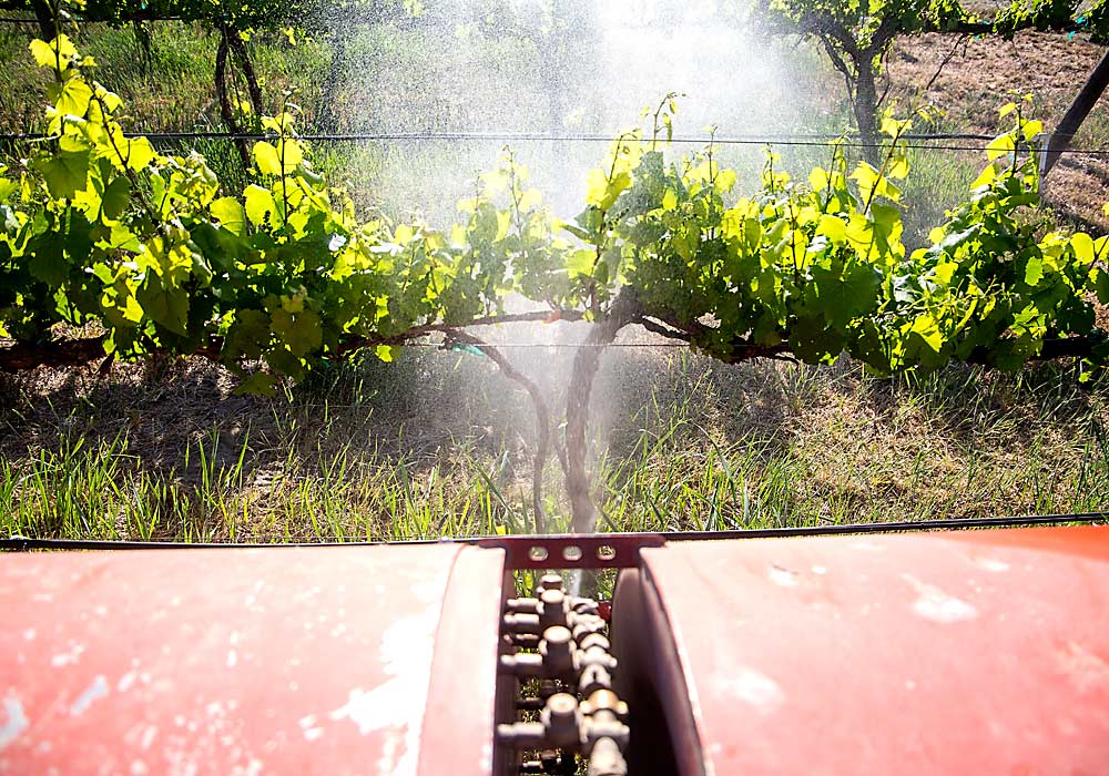 Doctoral student Alexa McDaniel sprays ozonated water on Chardonnay grape vines to test for powdery mildew control during a trial in May at the Washington State University Irrigated Agriculture Research and Extension Center in Prosser. (Ross Courtney/Good Fruit Grower)