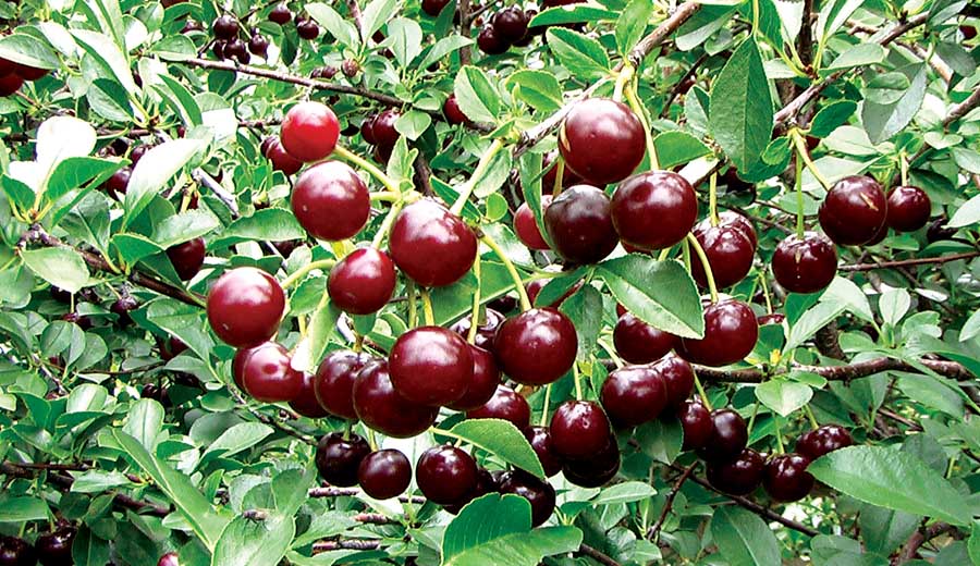 Carmine Jewel was the earliest of the new sour cherries released from the Saskatchewan breeding program.