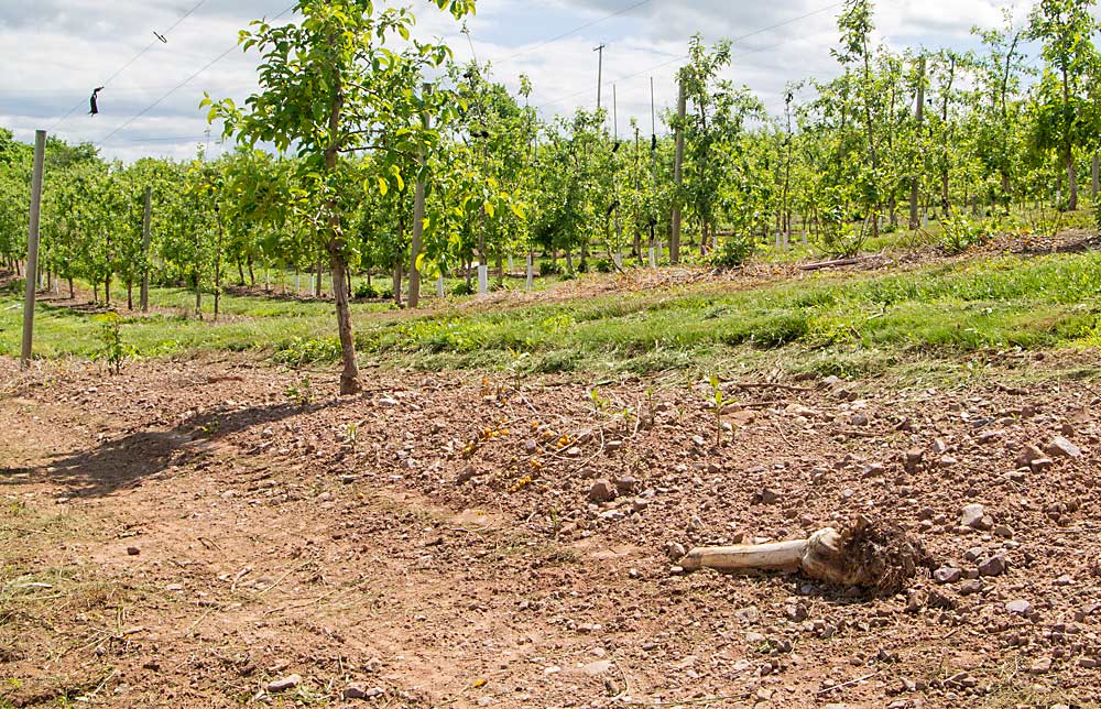 It’s been several years since seemingly healthy young trees began to rapidly decline from a not-yet-understood disorder known as rapid apple decline, including in this research block at Penn State University’s Fruit Research and Extension Center in Biglerville, Pennsylvania. PSU pathologist Kari Peter, who first described the disorder, says work is moving forward to determine if a newly discovered virus is the culprit, or at least part of the problem. (Kate Prengaman/Good Fruit Grower)