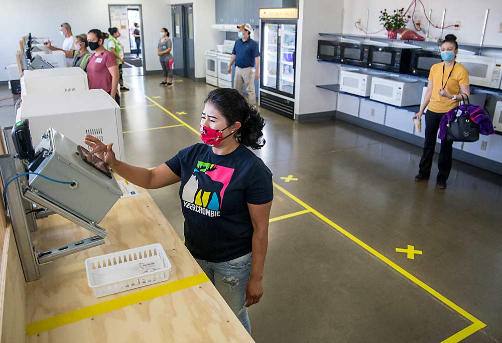 Rosa Sanchez clocks in for work while fellow employees keep their distance at Matson Fruit. With yellow tape guiding traffic, the company repurposed the break room for check-in and set up tents outside for breaks to relieve indoor congestion. (Ross Courtney/Good Fruit Grower)