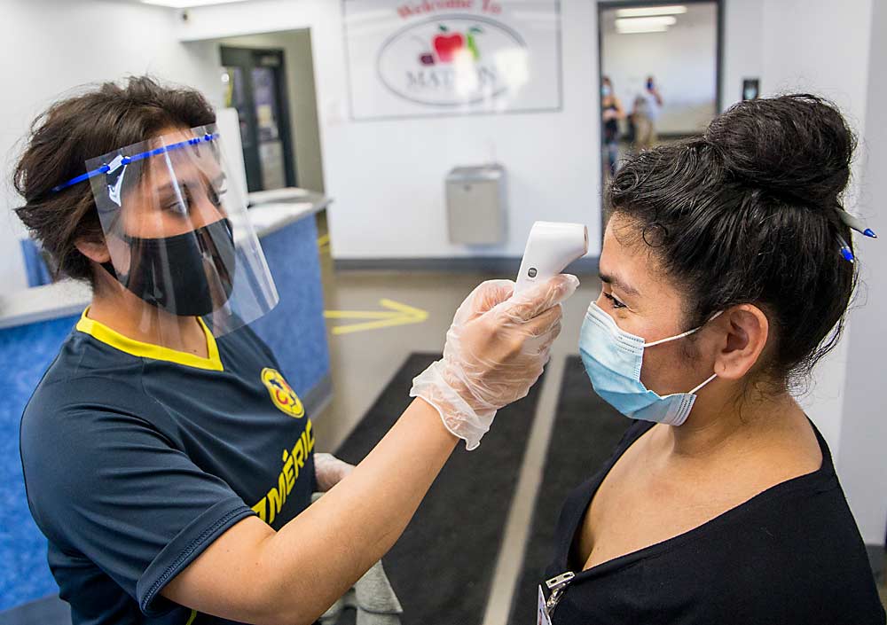 Wearing a makeshift face shield, Yuliana Balbuena checks the temperature of fellow Matson Fruit employee Dora Garcia, a step all employees and visitors take before entering company facilities. (Ross Courtney/Good Fruit Grower)