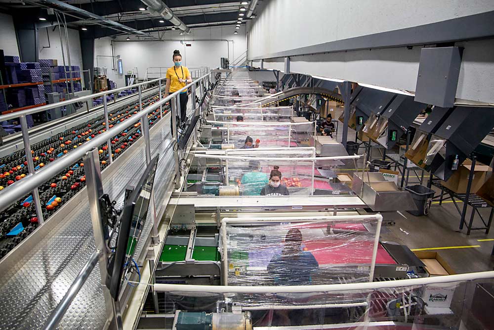 Barriers made from cold room vinyl curtains, PVC pipe and shrink-wrap separate work stations on the packing line at Matson Fruit in Selah, Washington. Supervising is Engracia Quiroz, wearing the mask required of every employee and visitor in the plant. Everywhere in America, fruit warehouses look for creative layouts and practices to adjust to the coronavirus pandemic. (Ross Courtney/Good Fruit Grower)