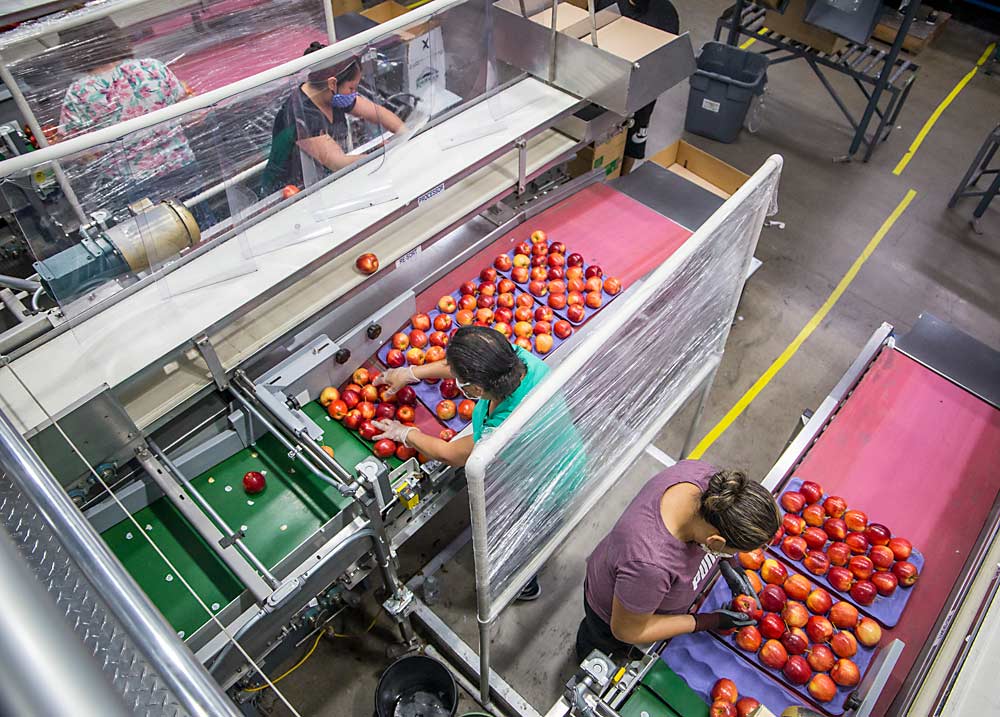 At Matson Fruit in Selah, Washington, alternating barriers of cold room flaps and shrink wrap compartmentalize line workers packing apples. It's one example of how packers across the nation have adjusted to life under the cloud of the coronavirus. (Ross Courtney/Good Fruit Grower)