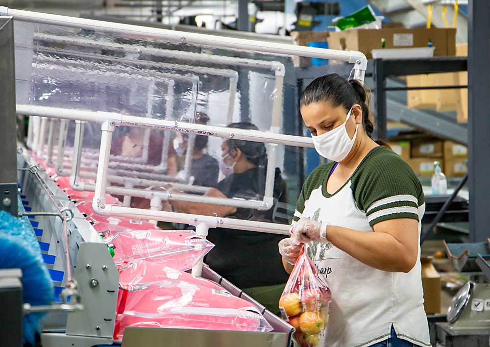 Nora Hernandez works at a bagging station in late May at Matson Fruit in Selah, Washington, separated from her neighboring co-workers by a plastic barrier, one of many physical improvements the pandemic required of tree fruit packers. (Ross Courtney/Good Fruit Grower)