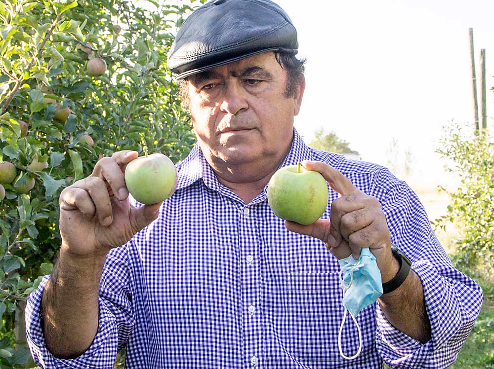 Fallahi holds two Fuji apples; the smaller one grew near the top of a tall spindle tree, while the larger one grew near the middle. This common size difference, along with the goal of finding labor-saving management strategies, inspired Fallahi to experiment with a pedestrian system in which he lopped off the top of a tall spindle block to see if, despite some yield loss, the increased quality of remaining fruit and labor savings might pencil out. (Kate Prengaman/Good Fruit Grower)