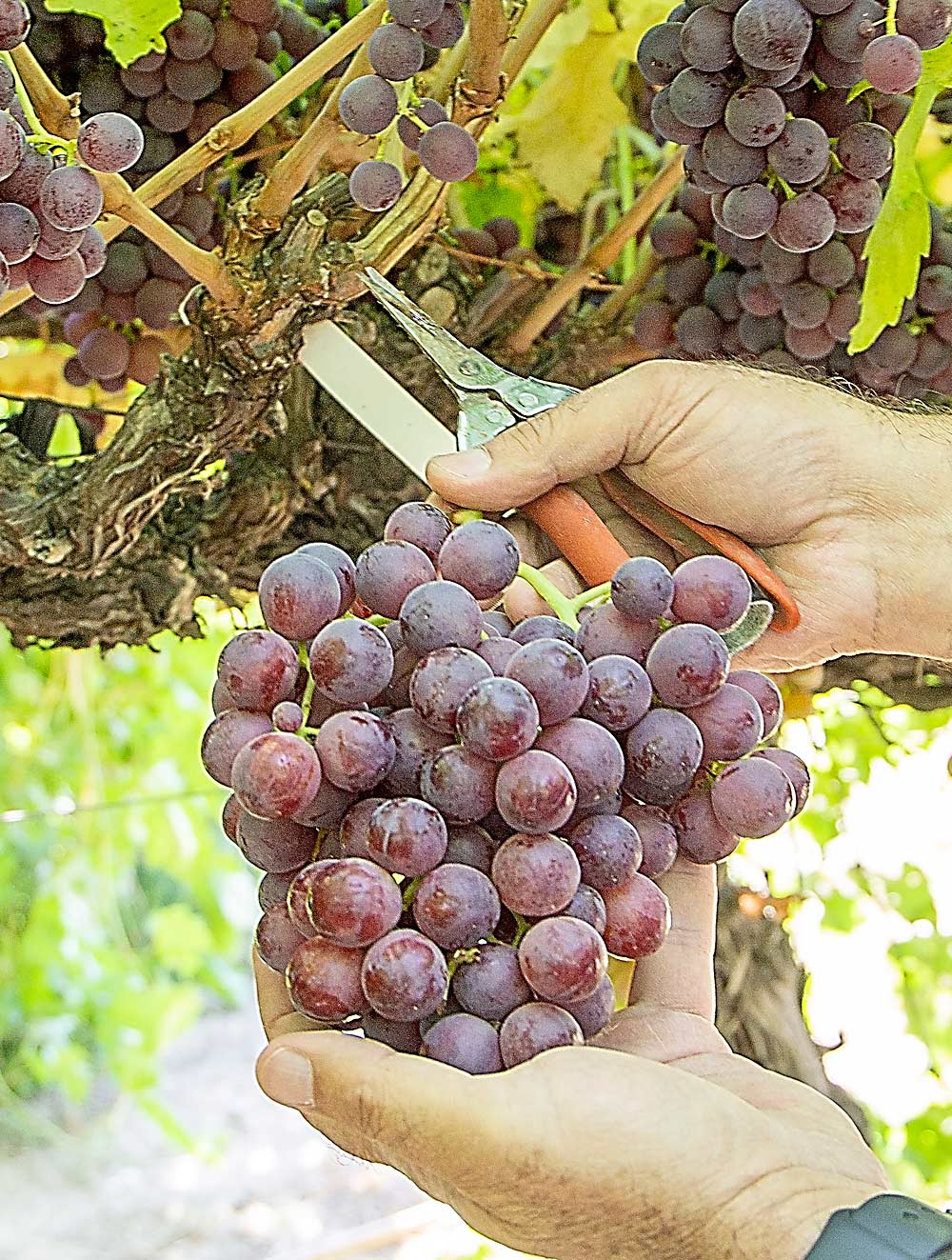 Alborz, one of the dominant cultivars to emerge from Fallahi’s table grape trials in the Intermountain West, harvests in September. Though California grapes obviously dominate the market, the later harvest window in Idaho offers a market opportunity, Fallahi said. (Kate Prengaman/Good Fruit Grower)