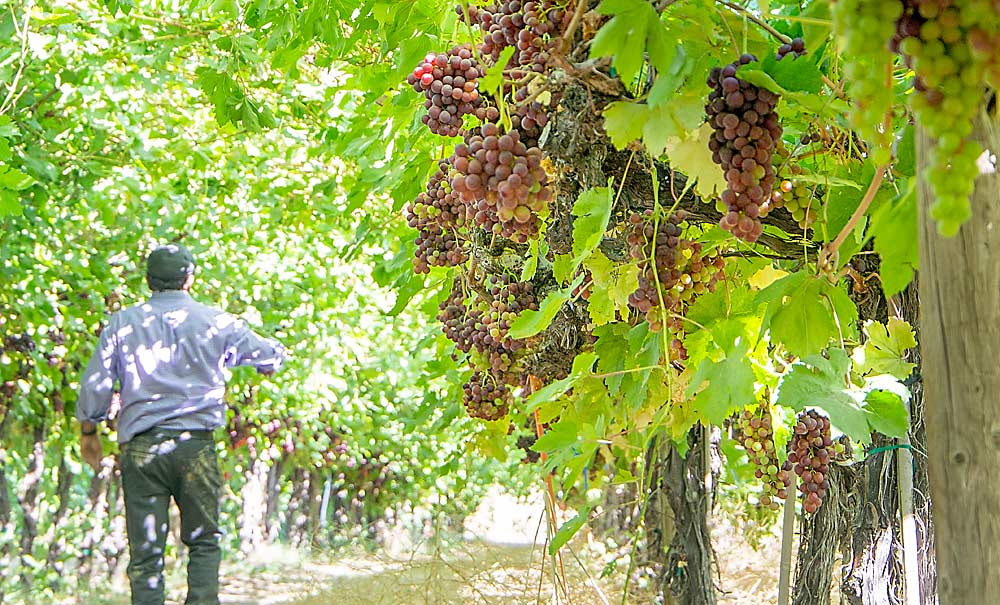 Fallahi walks through an Alborz vineyard. He said the high cost and limited availability of labor poses the biggest challenge to Idaho grape growers today, so his next research focus will be labor-saving approaches. (Kate Prengaman/Good Fruit Grower)