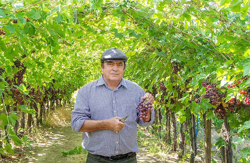 At the University of Idaho’s Parma Research and Extension Center, pomology and viticulture professor Essie Fallahi’s research trials basically founded the state’s table grape industry. (Kate Prengaman/Good Fruit Grower)