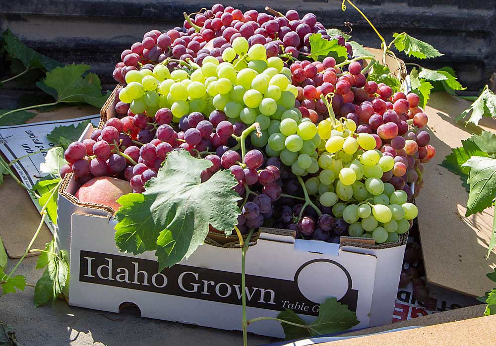 To be successful, table grape growers need a portfolio of grapes with successive harvest dates, much like stone fruit programs. Fallahi said he’s found the backbone of a portfolio that performs well in the region, including Alborz, Jupiter and Thomcord, but there’s still room to improve. (Kate Prengaman/Good Fruit Grower)
