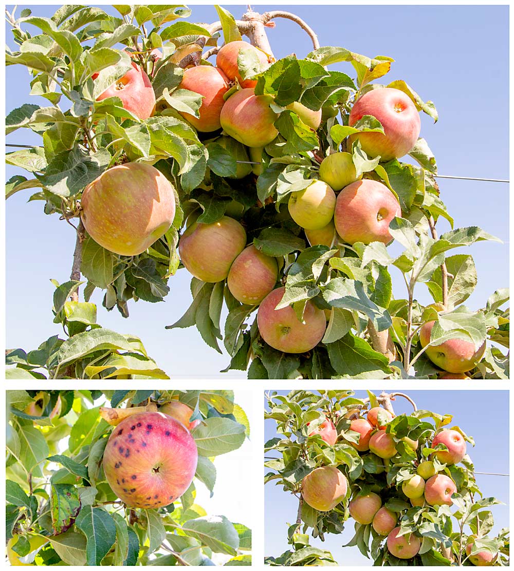 An Idaho trial illustrates the relationship between crop load and bitter pit in Honeycrisp. Below left, undercropped trees have large, bitter pit-prone fruit, while below right, unthinned trees, dense with small, unmarketable fruit, show no bitter pit. Fallahi’s goal for the trial is to help growers find the sweet spot, above, where crop load targets result in low bitter pit incidence and good fruit size. He’s finding growers have a little more flexibility in the timing of hand thinning in Honeycrsip than they may expect, given experience with Red Delicious or Fuji. (Photos by Kate Prengaman/Good Fruit Grower)