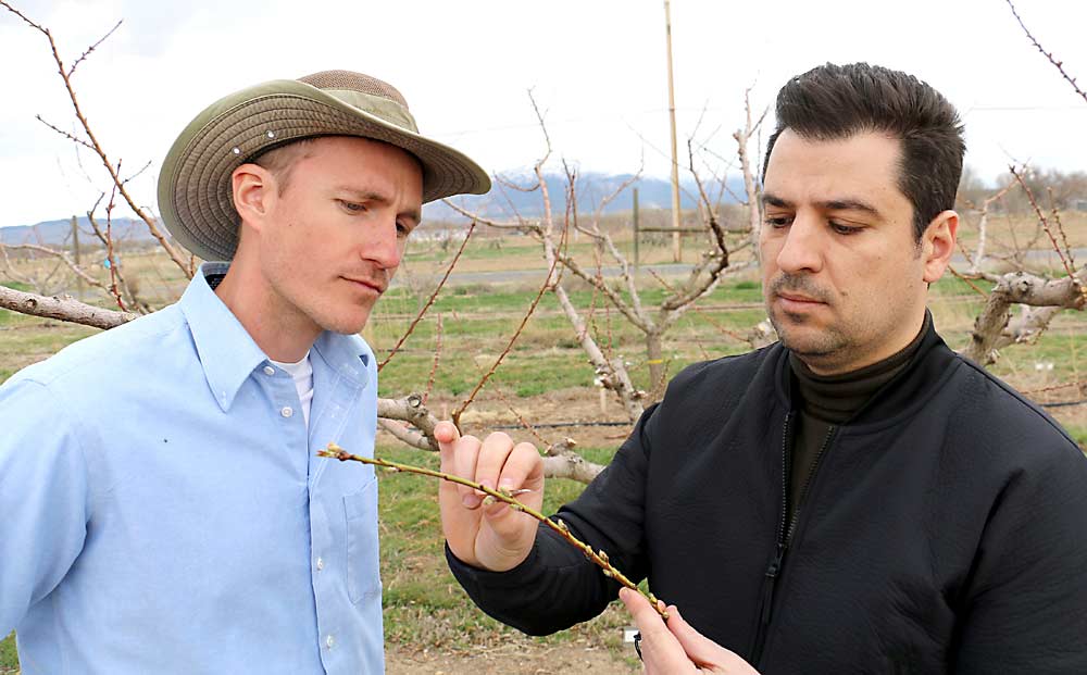 Ioannis Minas (right), assistant professor of pomology at Colorado State University, and pomology research associate David Sterle perform field bud-damage evaluations as part of their study on peach bud cold hardiness. (Courtesy Ioannis Minas/Colorado State University)