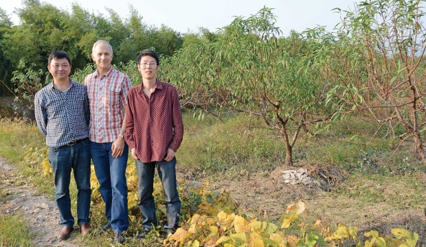 Canadian anthropologist Gary Crawford, center, is pictured with colleagues Yunfei Zheng (left) and Xugao Chen in a peach orchard near Hangzhou in Zhejiang Province, China. (Courtesy Gary Crawford)