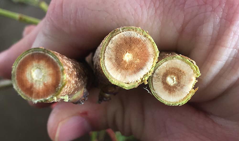 Following extreme midwinter cold in far Southwestern Michigan in 2019, these 1-year-old peach limbs — cut in cross-section — show significant browning in xylem tissue. This is a sign of severe injury, which occurred in January after temperatures hit about minus 20 degrees Fahrenheit. (Courtesy Bill Shane, MSU Extension)