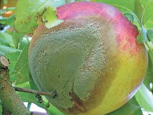 No preharvest fungicide applications are allowed in Europe to control brown rot on nectarines and peaches.Courtesy of Josep Usall