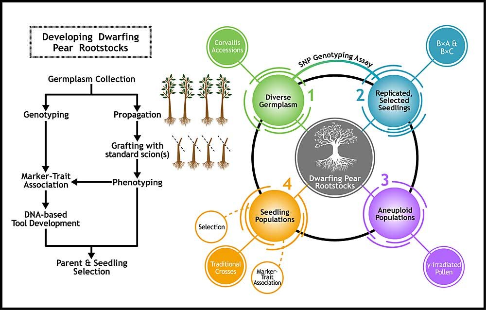 WSU researchers use these graphics to explain where their efforts to breed dwarfing pear rootstocks fit into work done elsewhere by others. For example, researchers in California have done complementary work, including the SNP genotyping. (Courtesy Washington State University)