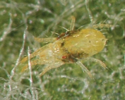 A view of an adult female two spotted spider mite. (Courtesy Dr. Elizabeth Beers)