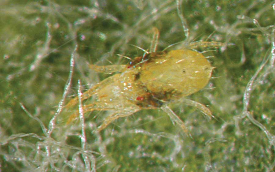 A view of an adult female two spotted spider mite. (Courtesy Dr. Elizabeth Beers)