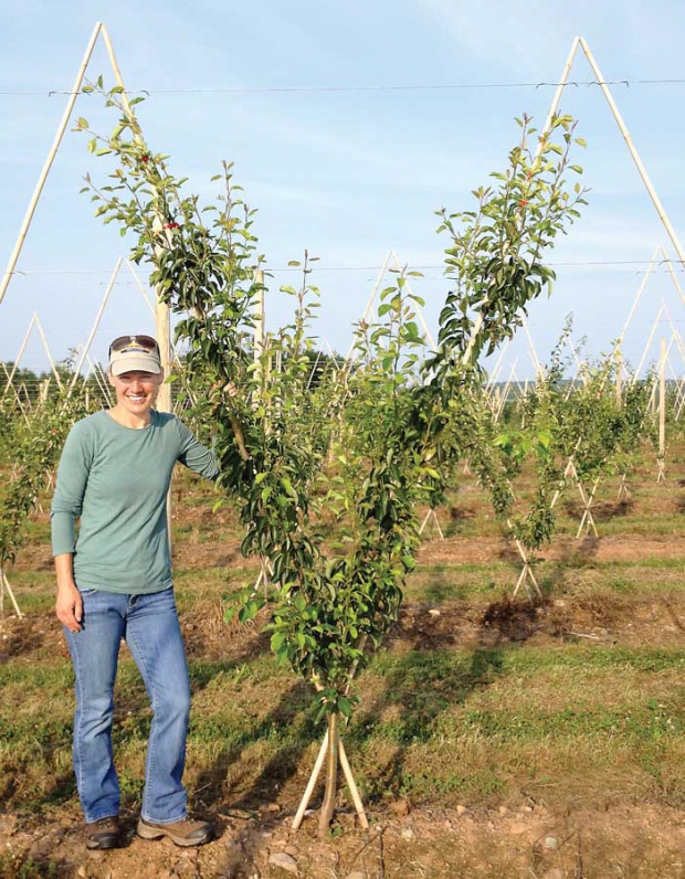 Lisa Jenereaux shows a young planting of Harovin Sundown she is growing in a high-density system. The trees have two leaders per trunk to tame the vigor since there are few good choices in dwarfing rootstocks. Note the leaders are oriented in the row, in a fruiting wall style. Jenereaux is orchard manager at Spurr Brothers in Nova Scotia. (Courtesy Lisa Jenereaux)