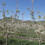 This high-density Bartlett pear orchard near Monitor, Washington, could be a model for new plantings in Washington. (Geraldine Warner/Good Fruit Grower)